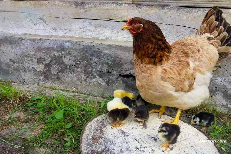 Colșca cu pui.