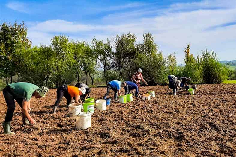 Oameni la munca de pe câmp la semănat cartofi în satul Breb, Maramureș.