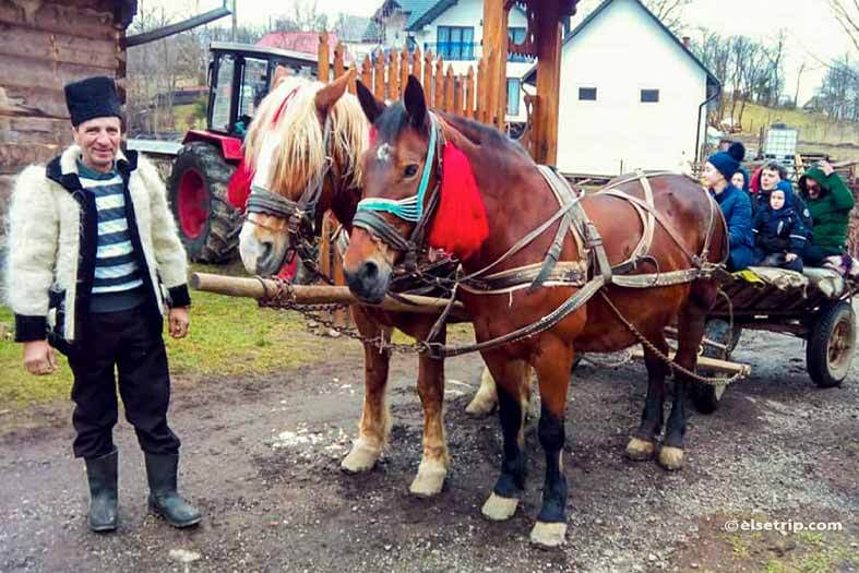 Plimbare cu căruța. Un sătean care plimbă turiștii cu caii în satul breb, Maramureș.
